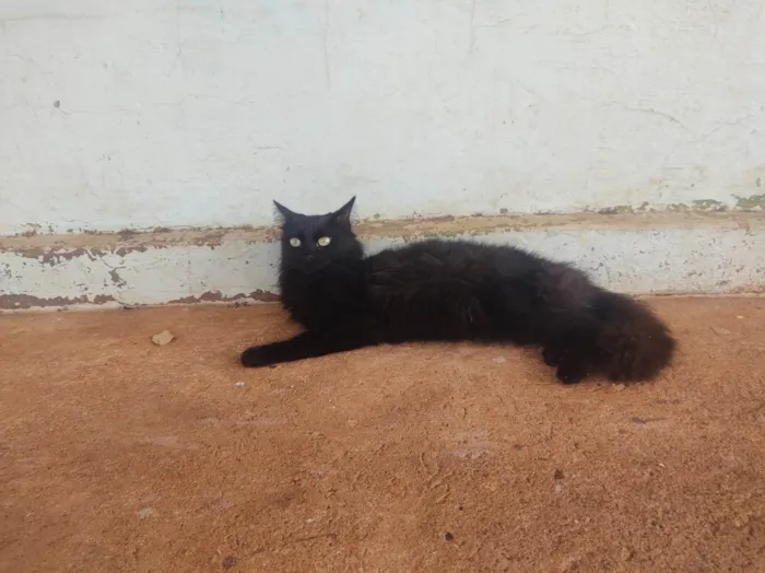 Gato ra a SRD-ViraLata idade 7 a 11 meses nome Rosa Maria