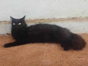 Gato raça SRD-ViraLata idade 7 a 11 meses nome Rosa Maria