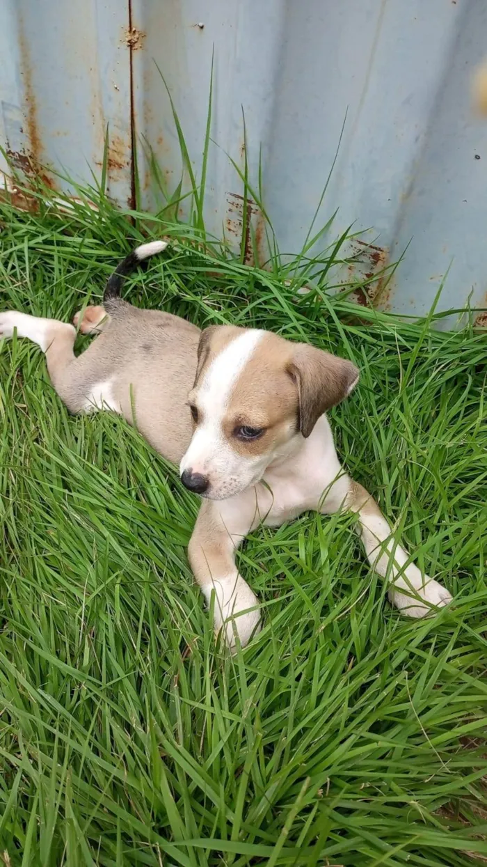 Cachorro ra a SRD-ViraLata idade 7 a 11 meses nome GESSERLI NUNES NOLETO