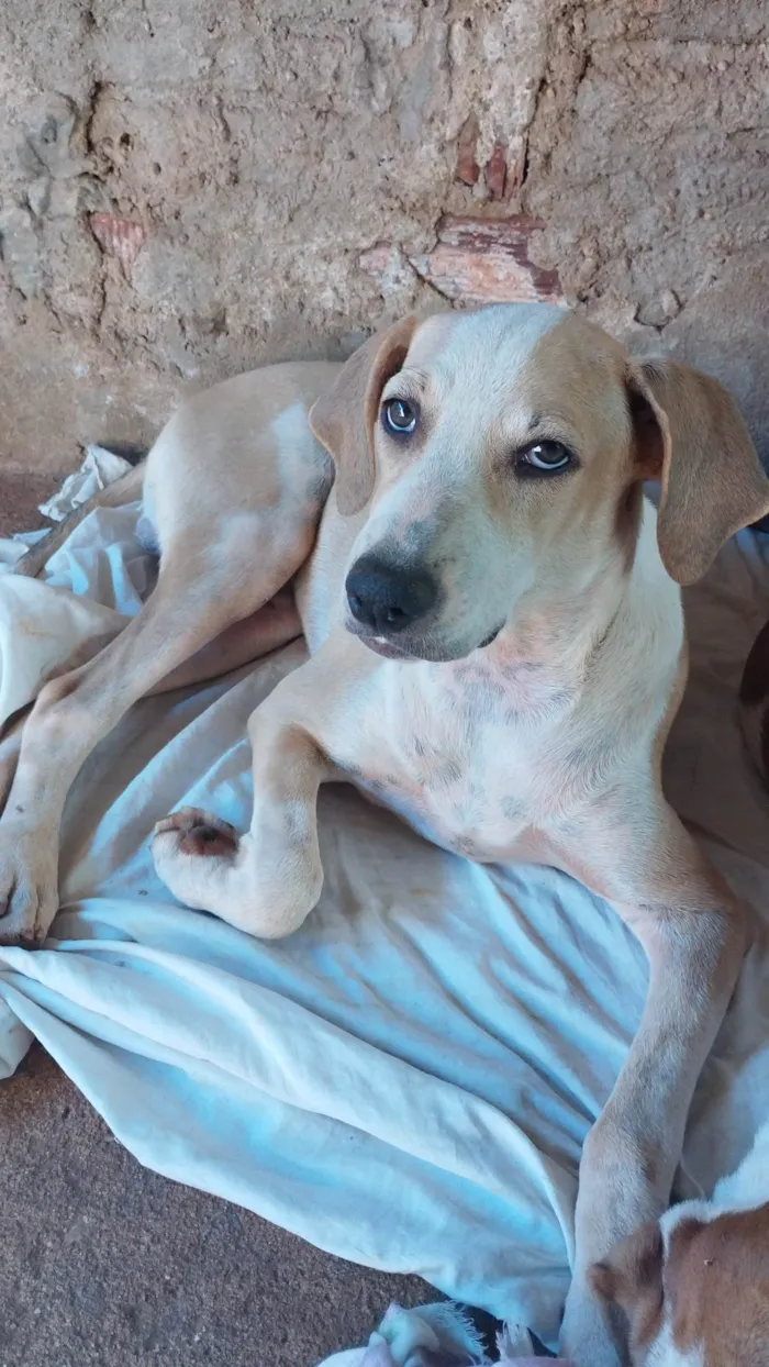 Cachorro ra a SRD-ViraLata idade 7 a 11 meses nome GESSERLI NUNES NOLETO