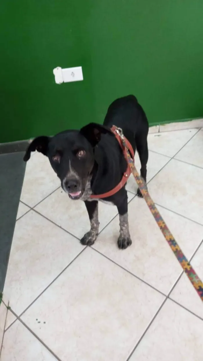 Cachorro ra a SRD-ViraLata idade 2 anos nome Mila