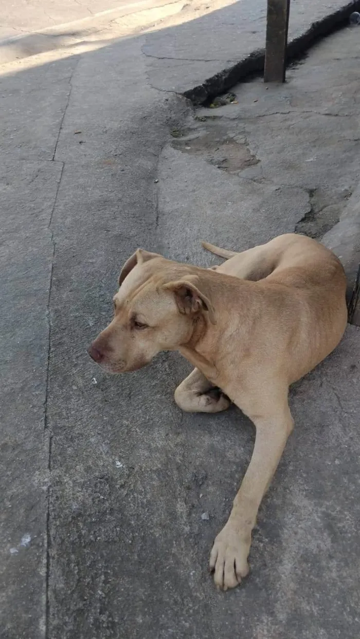 Cachorro ra a SRD-ViraLata idade 2 anos nome Marley