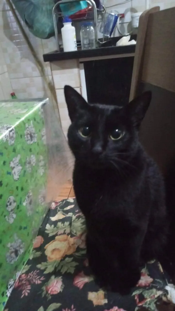 Gato ra a SRD-ViraLata idade 2 a 6 meses nome Diogo