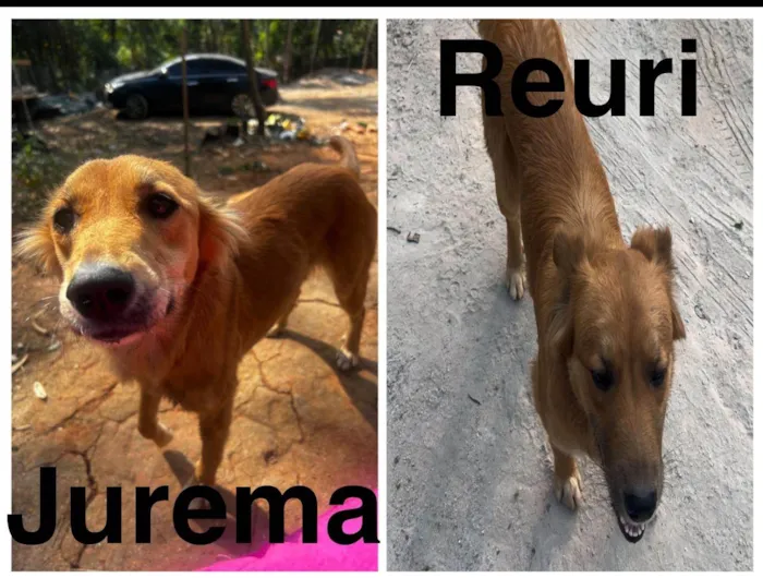 Cachorro ra a SRD-ViraLata idade 1 ano nome Reuri e jurema