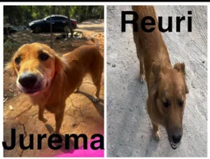 Cachorro raça SRD-ViraLata idade 1 ano nome Reuri e jurema