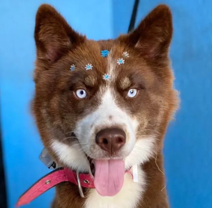 Cachorro ra a Husky Siberiano idade 1 ano nome Ravena 