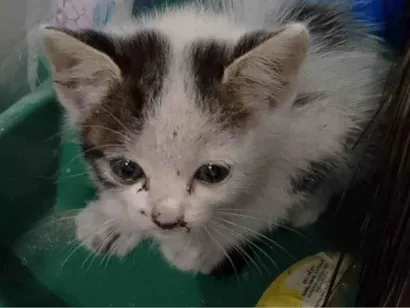 Gato raça SRD-ViraLata idade Abaixo de 2 meses nome Nina