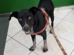 Cachorro raça SRD-ViraLata idade 2 anos nome Mila