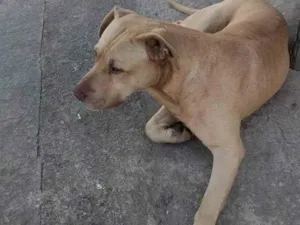 Cachorro raça SRD-ViraLata idade 2 anos nome Marley