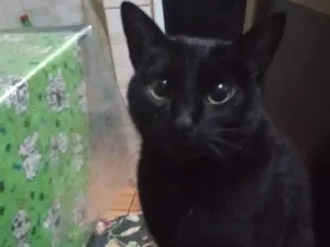 Gato raça SRD-ViraLata idade 2 a 6 meses nome Diogo