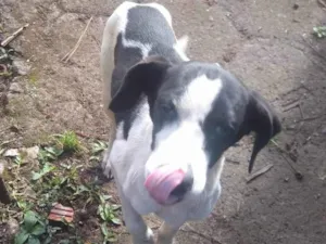 Cachorro raça SRD-ViraLata idade 2 a 6 meses nome Nika