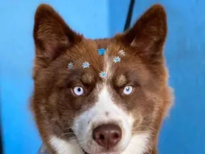 Cachorro raça Husky Siberiano idade 1 ano nome Ravena 