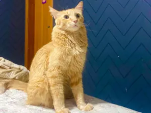 Gato raça SRD-ViraLata idade 6 ou mais anos nome Caramelo 