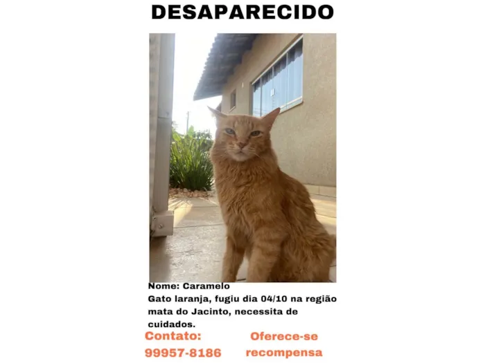 Gato ra a SRD-ViraLata idade 6 ou mais anos nome Caramelo 