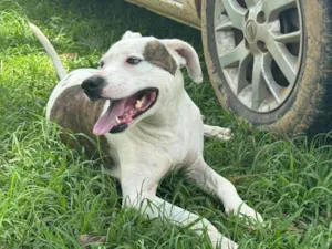 Cachorro raça Pit-Bull idade 2 anos nome Theo 