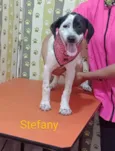 Stefany 