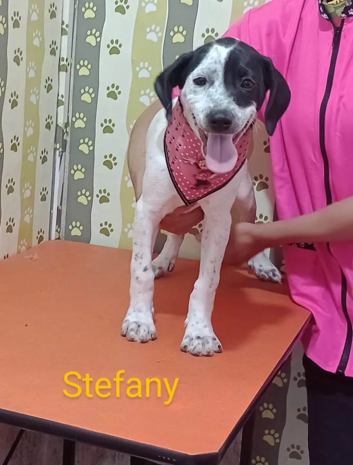 Cachorro ra a SRD-ViraLata idade 2 a 6 meses nome Stefany 