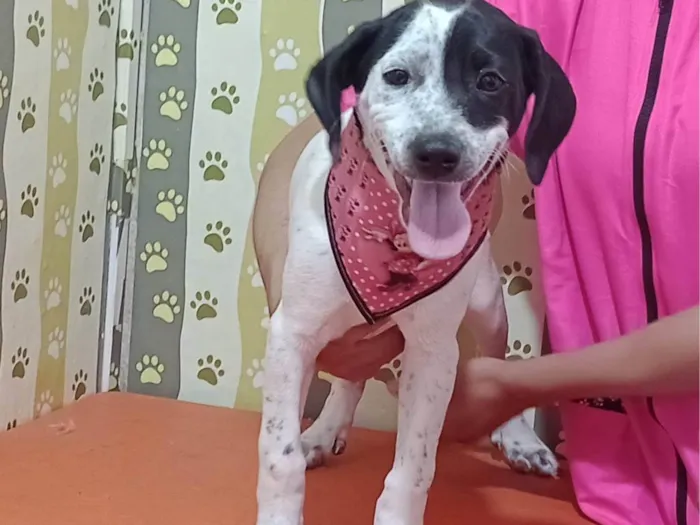 Cachorro ra a SRD-ViraLata idade 2 a 6 meses nome Stefany 