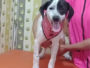 Cachorro raça SRD-ViraLata idade 2 a 6 meses nome Stefany 