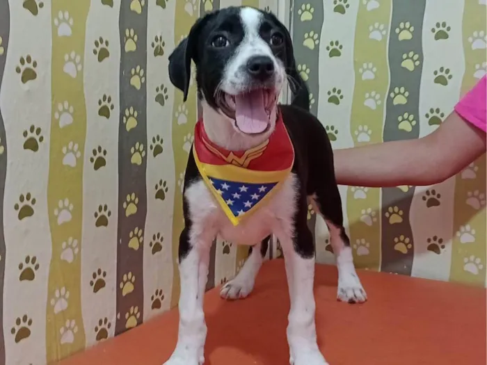 Cachorro ra a SRD-ViraLata idade 2 a 6 meses nome Tifany