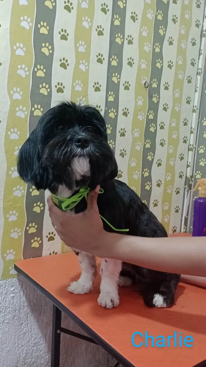 Cachorro ra a Lhasa Apso idade 1 ano nome Charlie 