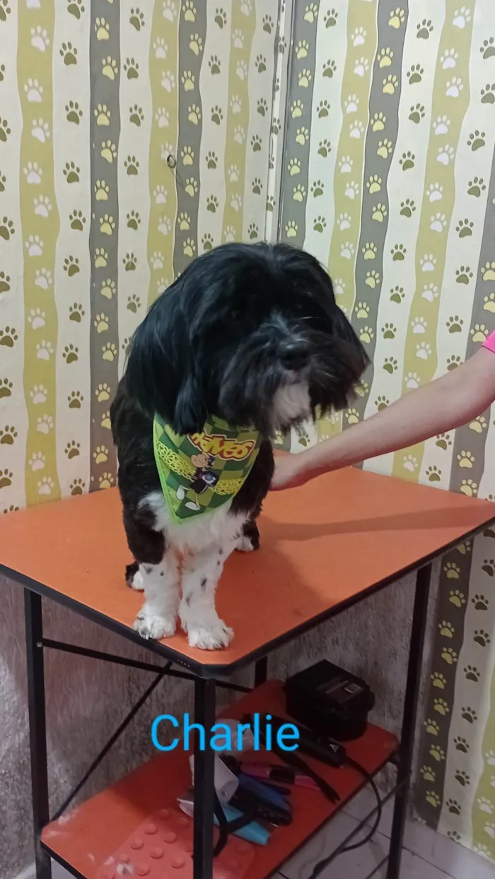 Cachorro ra a Lhasa Apso idade 1 ano nome Charlie 