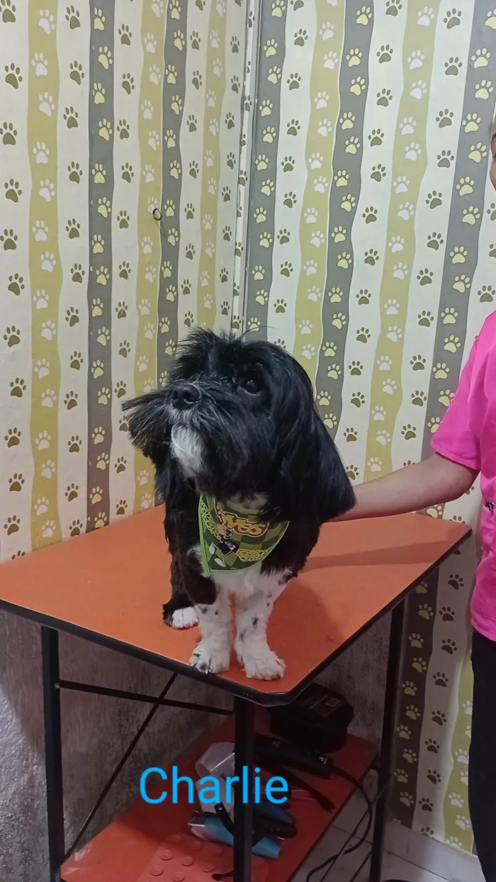 Cachorro ra a Lhasa Apso idade 1 ano nome Charlie 