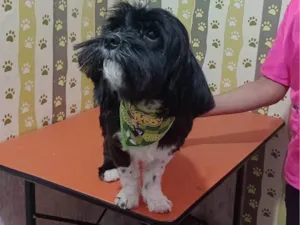 Cachorro raça Lhasa Apso idade 1 ano nome Charlie 