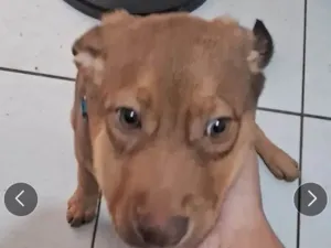 Cachorro raça SRD-ViraLata idade 7 a 11 meses nome Thor