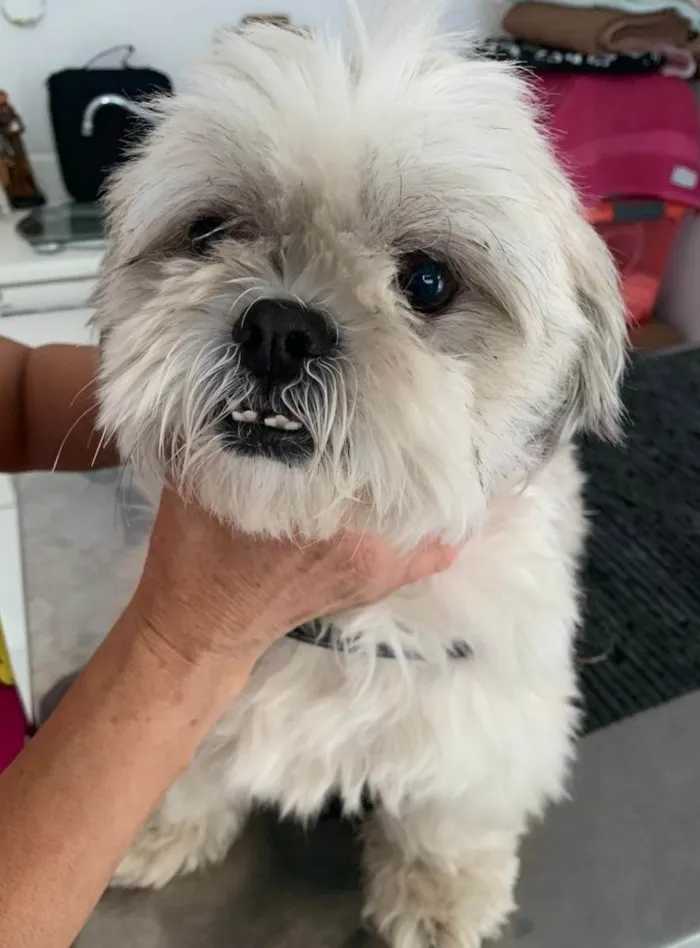 Cachorro ra a Lhasa Apso idade 2 anos nome BARTHO