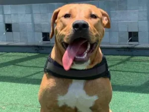 Cachorro raça Pit-Bull idade 3 anos nome Eros