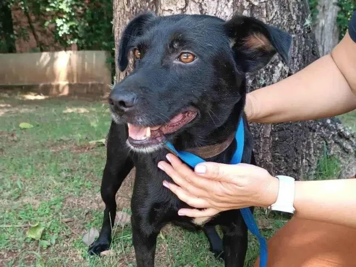 Cachorro ra a SRD-ViraLata idade 3 anos nome Ipanema 