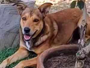 Cachorro raça SRD-ViraLata idade 4 anos nome Marley 