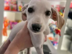 Cachorro raça SRD-ViraLata idade 2 a 6 meses nome Moana 