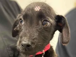 Cachorro raça SRD-ViraLata idade 2 a 6 meses nome Janis 