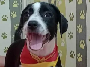 Cachorro raça SRD-ViraLata idade 2 a 6 meses nome Tifany