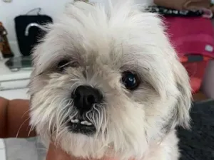 Cachorro raça Lhasa Apso idade 2 anos nome BARTHO