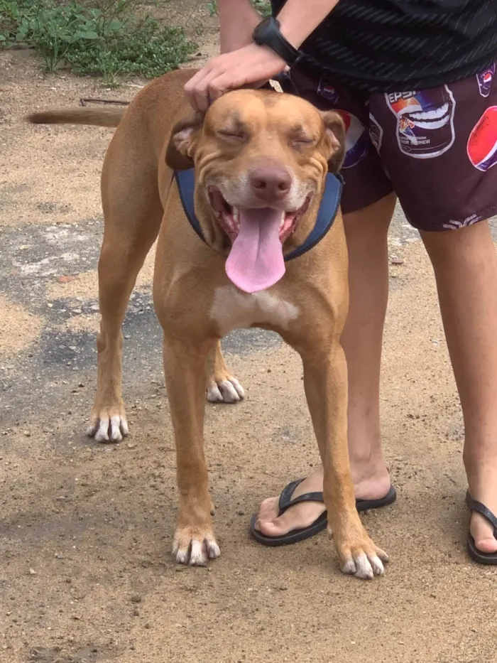 Cachorro ra a SRD-ViraLata idade 5 anos nome Apolo