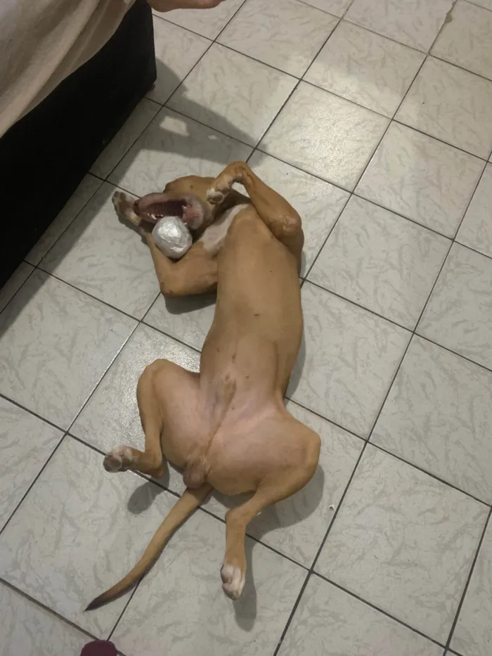 Cachorro ra a SRD-ViraLata idade 5 anos nome Apolo