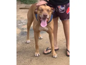 Cachorro raça SRD-ViraLata idade 5 anos nome Apolo