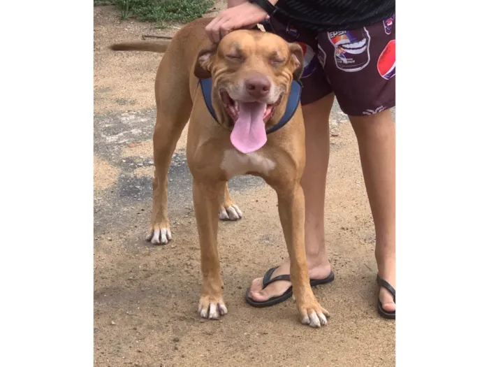 Cachorro ra a SRD-ViraLata idade 5 anos nome Apolo