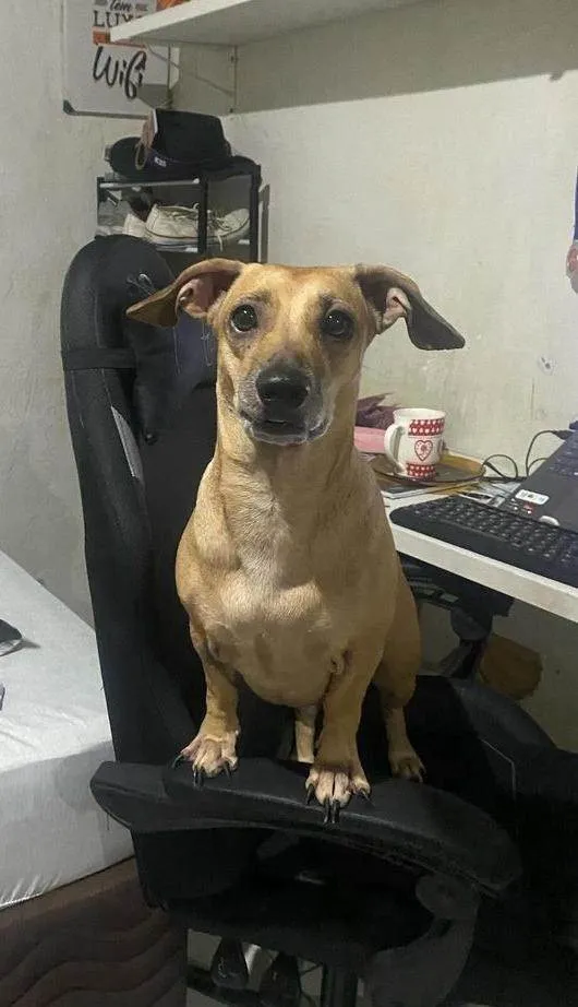 Cachorro ra a SRD-ViraLata idade 6 ou mais anos nome Freya