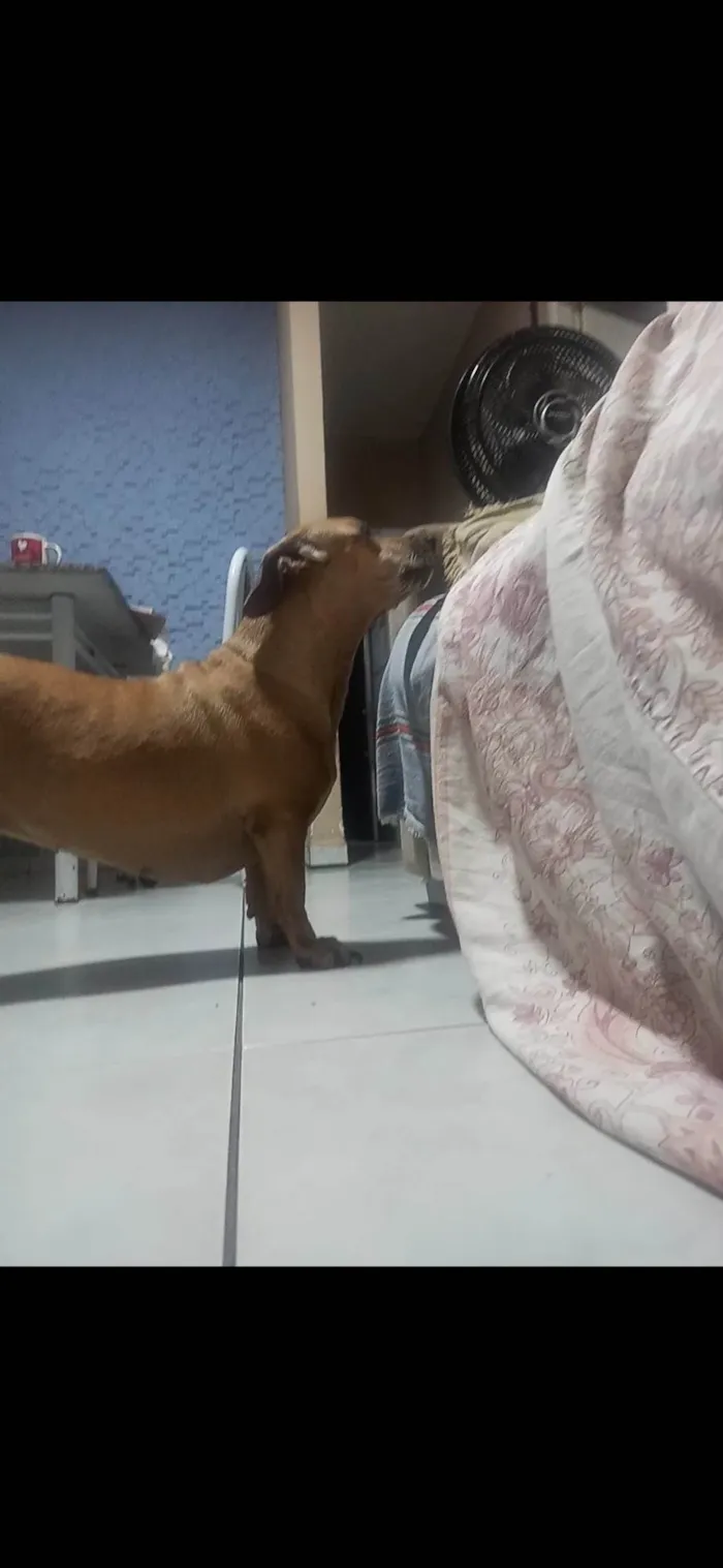 Cachorro ra a SRD-ViraLata idade 6 ou mais anos nome Freya