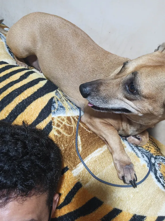 Cachorro ra a SRD-ViraLata idade 6 ou mais anos nome Freya