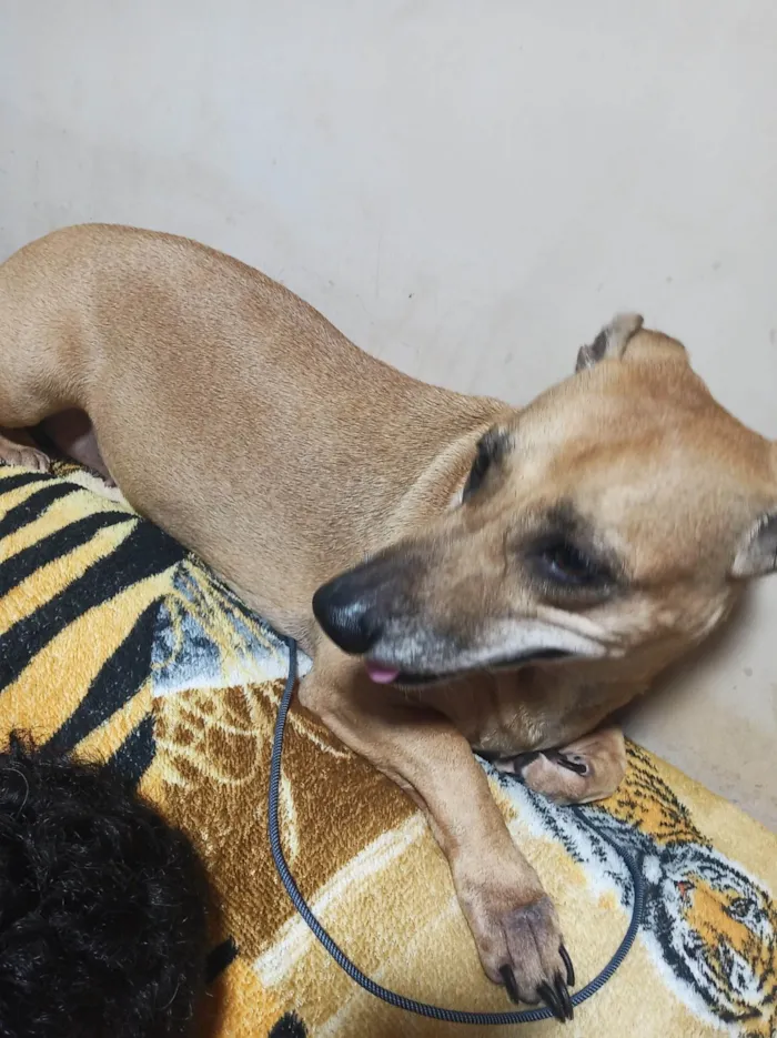 Cachorro ra a SRD-ViraLata idade 6 ou mais anos nome Freya