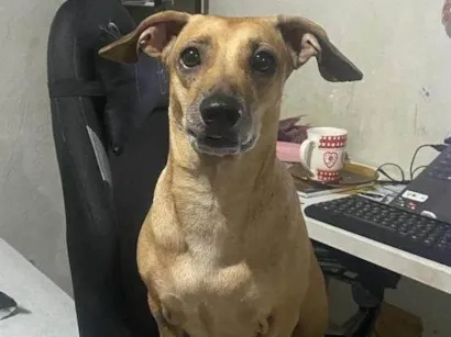 Cachorro raça SRD-ViraLata idade 6 ou mais anos nome Freya