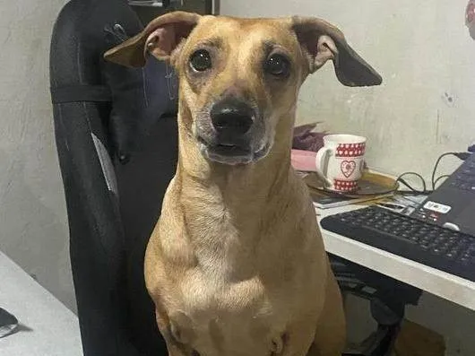 Cachorro ra a SRD-ViraLata idade 6 ou mais anos nome Freya