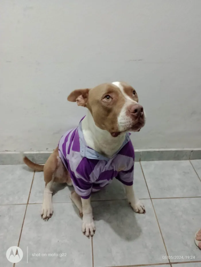 Cachorro ra a Pit-Bull idade 5 anos nome Bukkowisk