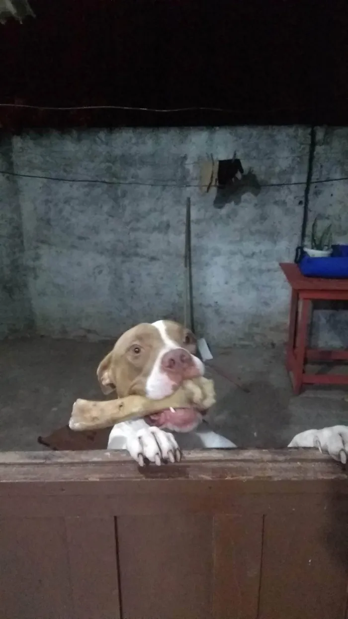 Cachorro ra a Pit-Bull idade 5 anos nome Bukkowisk