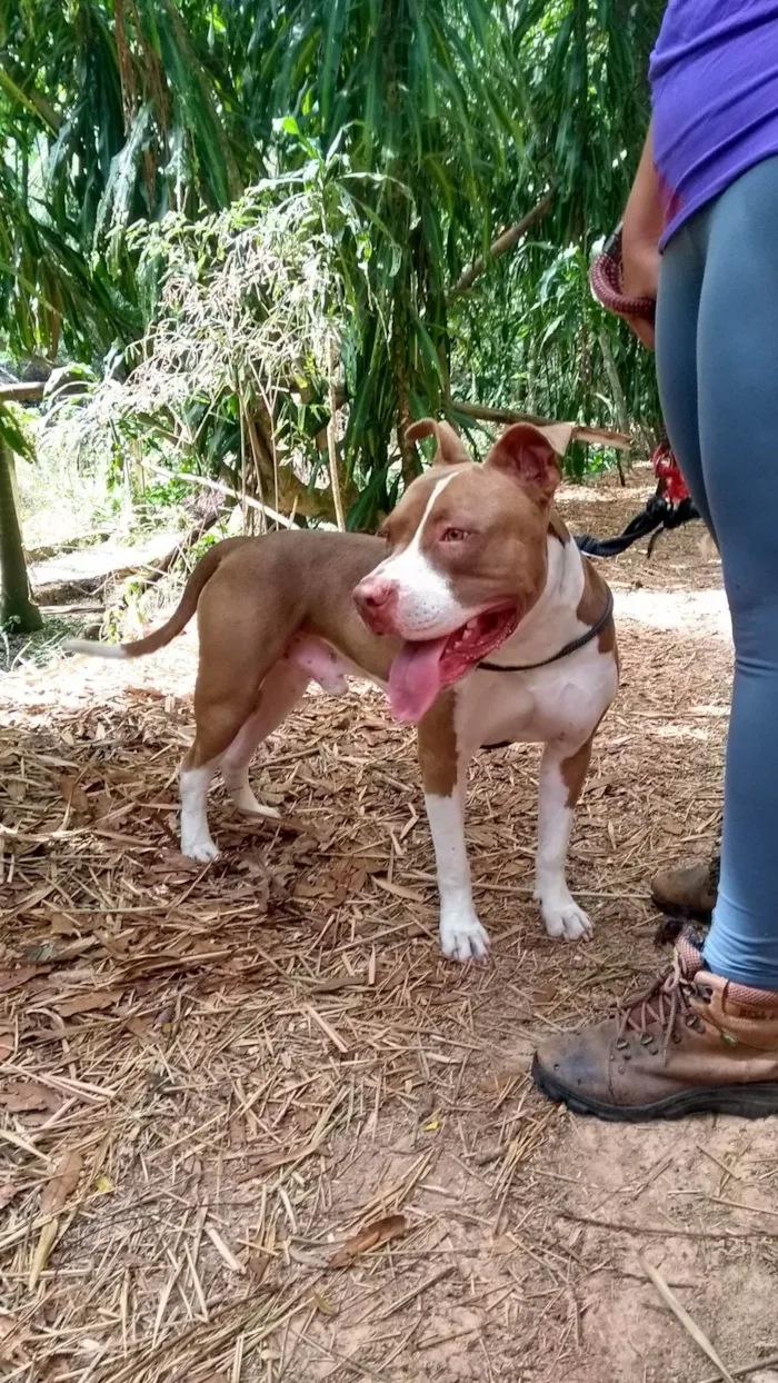 Cachorro ra a Pit-Bull idade 5 anos nome Bukkowisk